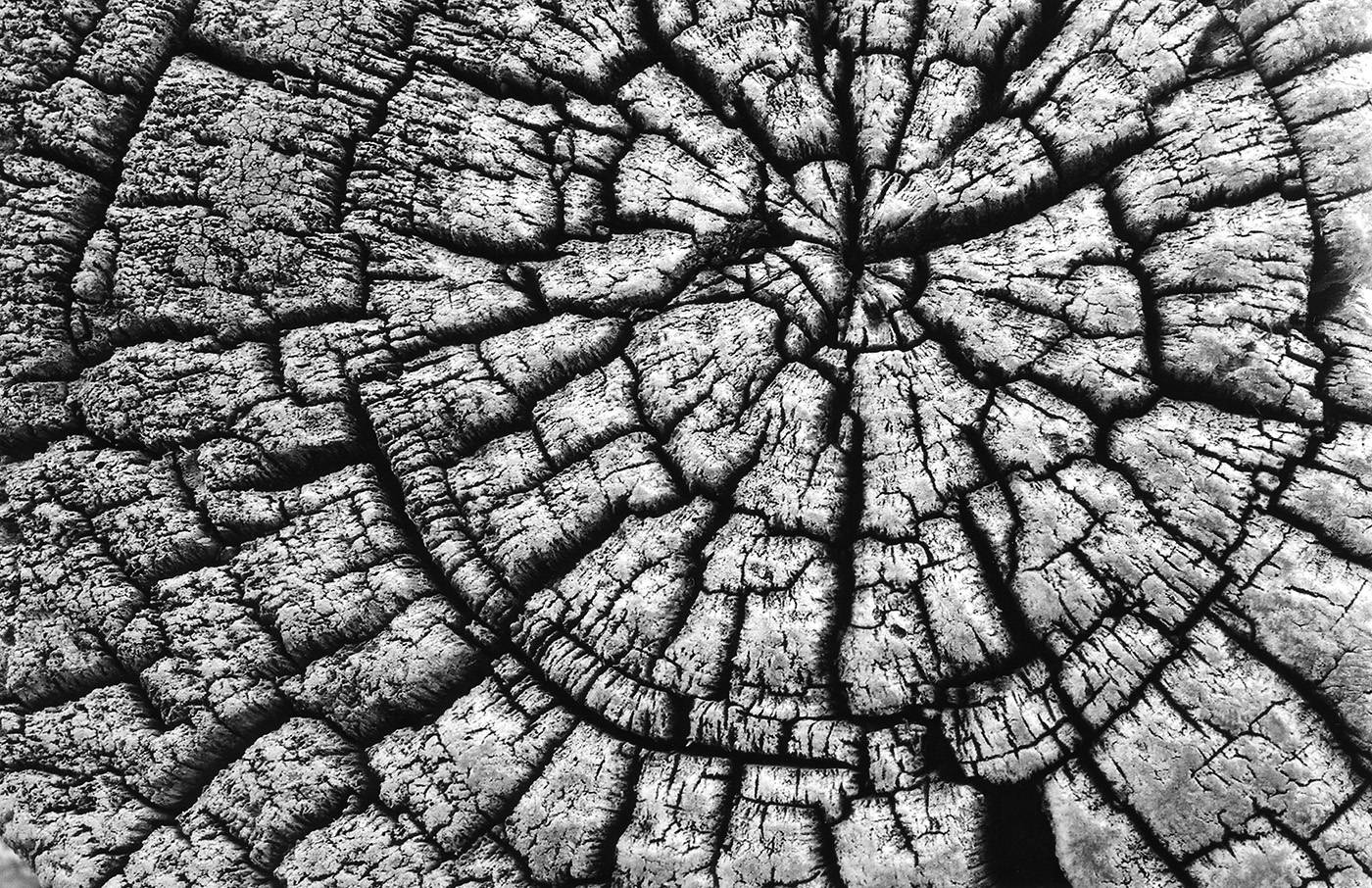 Barn Wood
