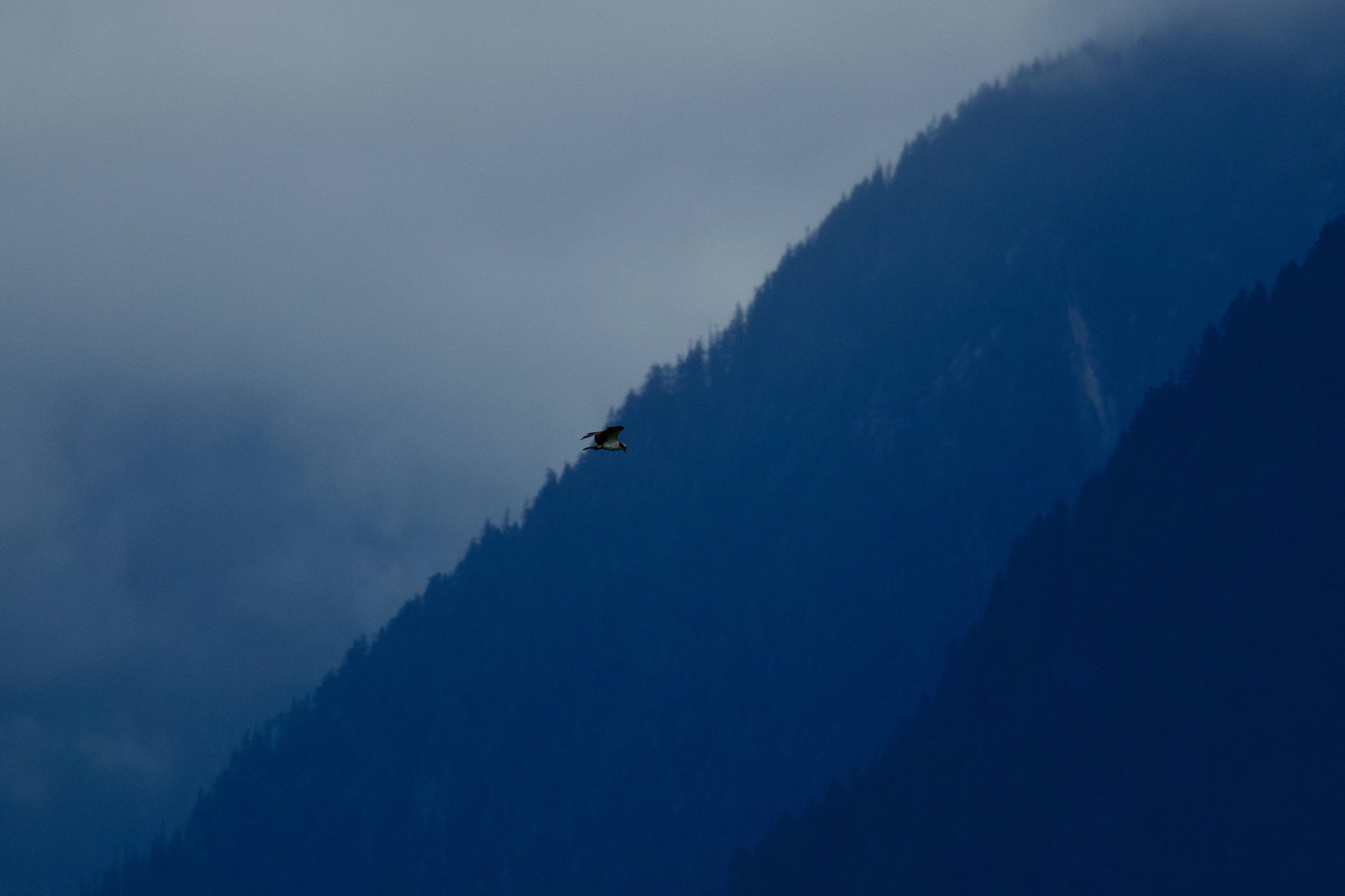 Osprey